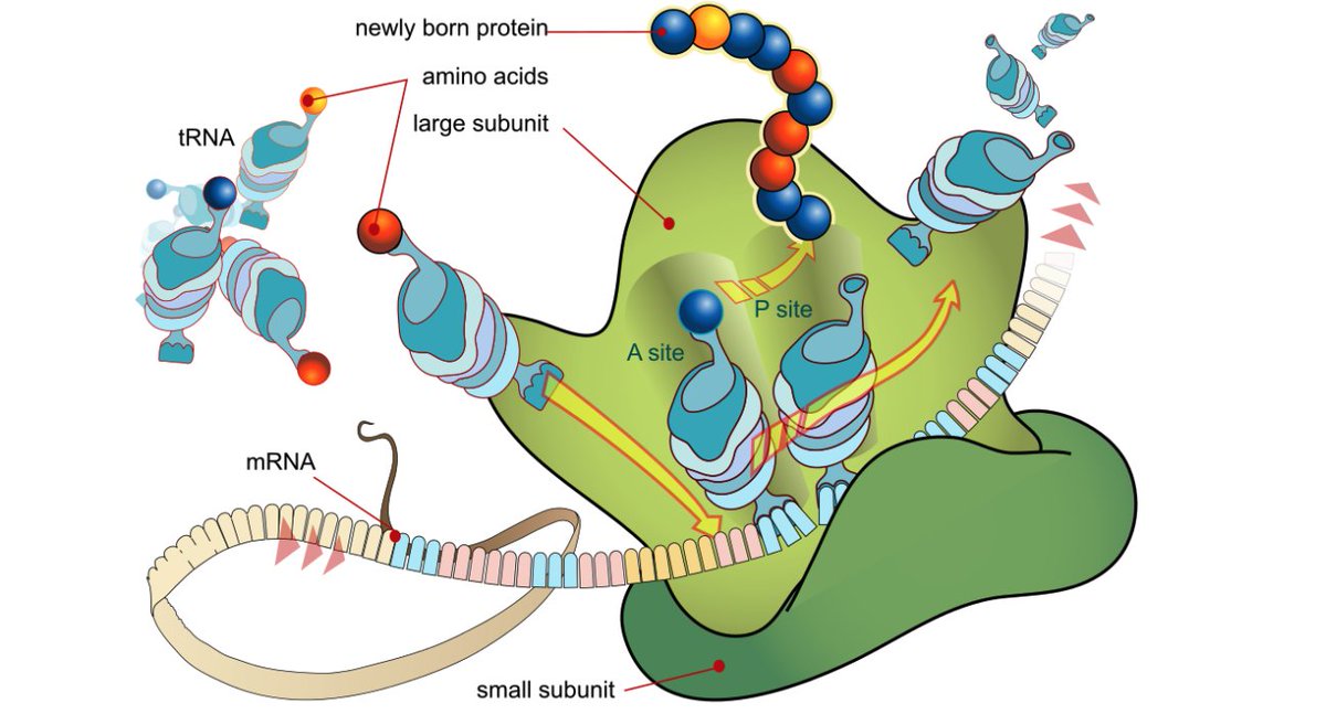Using real-time imaging to watch human ribosomes decode mRNA, scientists find that the process is 10x slower in humans than in bacteria. Proofreading is the rate-limiting step. <a href="/TheBlanchardLab/">Scott C Blanchard</a> @ERundlet 
ow.ly/9cUG50NEpmL