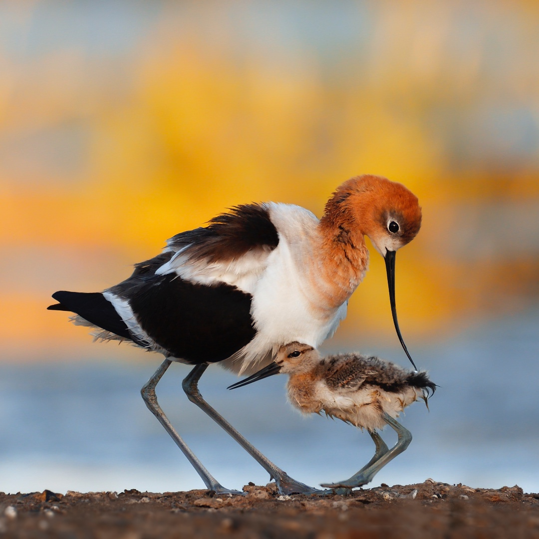 CWF_FCF's tweet photo. American Avocets are large shorebirds. After they mate, the pair intertwine their necks, cross bills and run forward together. 💗 Chicks can walk, swim and dive at only one day old! Happy #WildlifeWednesday!
#LearnWithCWF https://t.co/Dw3C5WJzFP