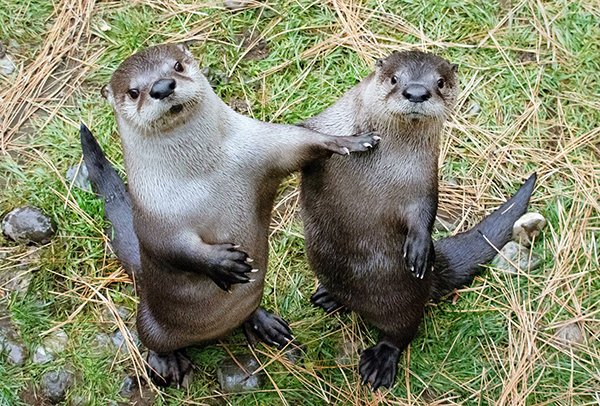 Stand back, friend, I'll handle this dailyotter.org/posts/2023/4/1… 📸: <a href="/HighDesertMuse/">High Desert Museum</a>