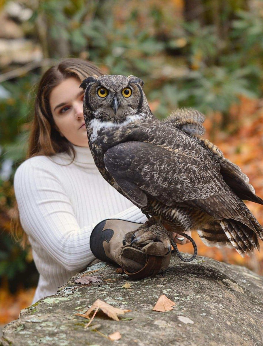 Meet Sophie the Great Horned Owl, one of the amazing birds of prey from May Wildlife Rehab Ctr @LeesMcRae joining us 4/16 @ the Serafina Graphic Novel Launch Party, 1 pm @ Barnes & Noble-Avl Mall in Asheville NC. Learn more here: bit.ly/AvlMall