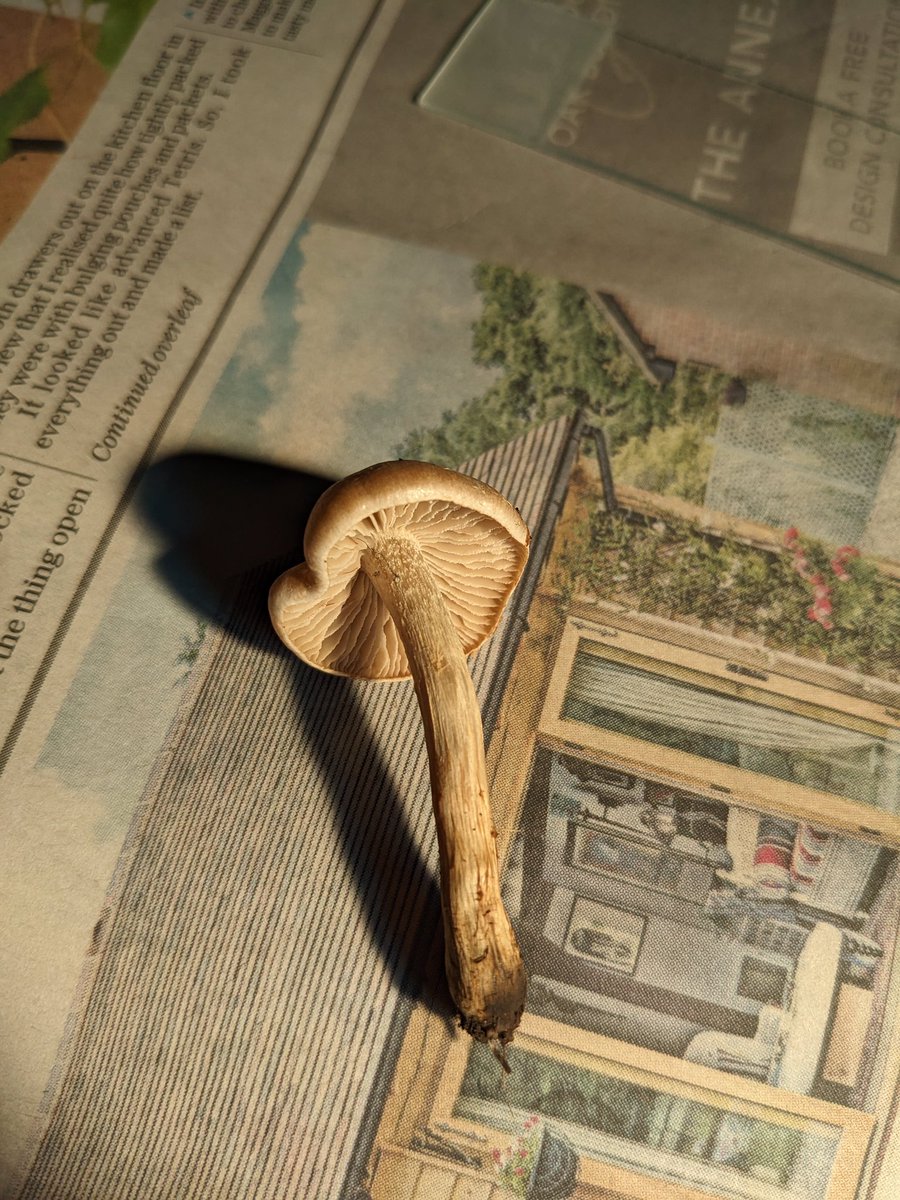 I think this is the Smoky Roundhead, Stropharia inuncta, growing in the ‘wild’ bit at the bottom of the garden. 
It’s dried out in these pics I took this morn, they looked different last night, wetter and with a slight visible ring on the stem. #fungi #faunaflorafunga