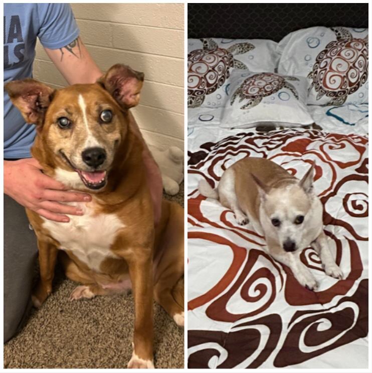 Springfield 3 IBCC (@spfld3ibcc) on Twitter photo Springfield is celebrating #NationalPetDay by showcasing our amazing pets! Check out these best buddies! @GarciaBeProud <a href="/LifeAtATT/">Life at AT&T</a> <a href="/ShowMeCC/">SpringfieldCultureCouncil</a> #GarciaBeProud #GarciaCulture #LifeAtATT #GrowthWithRespect #GWR Springfield is celebrating #NationalPetDay by showcasing our amazing pets! Check out these best buddies! @GarciaBeProud <a href="/LifeAtATT/">Life at AT&T</a> <a href="/ShowMeCC/">SpringfieldCultureCouncil</a> #GarciaBeProud #GarciaCulture #LifeAtATT #GrowthWithRespect #GWR