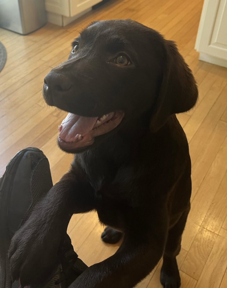 Andy Constan on Twitter "And puppies"