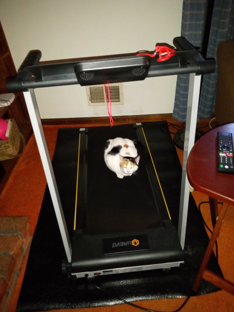 Klunk🐈 tweet media