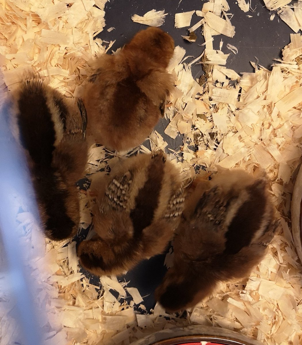 Not yet a week old and just look at those little wings and teeny tiny tail feathers 😍🐤
#Chicks #TheGoodLife #OurWeeCottage🏡