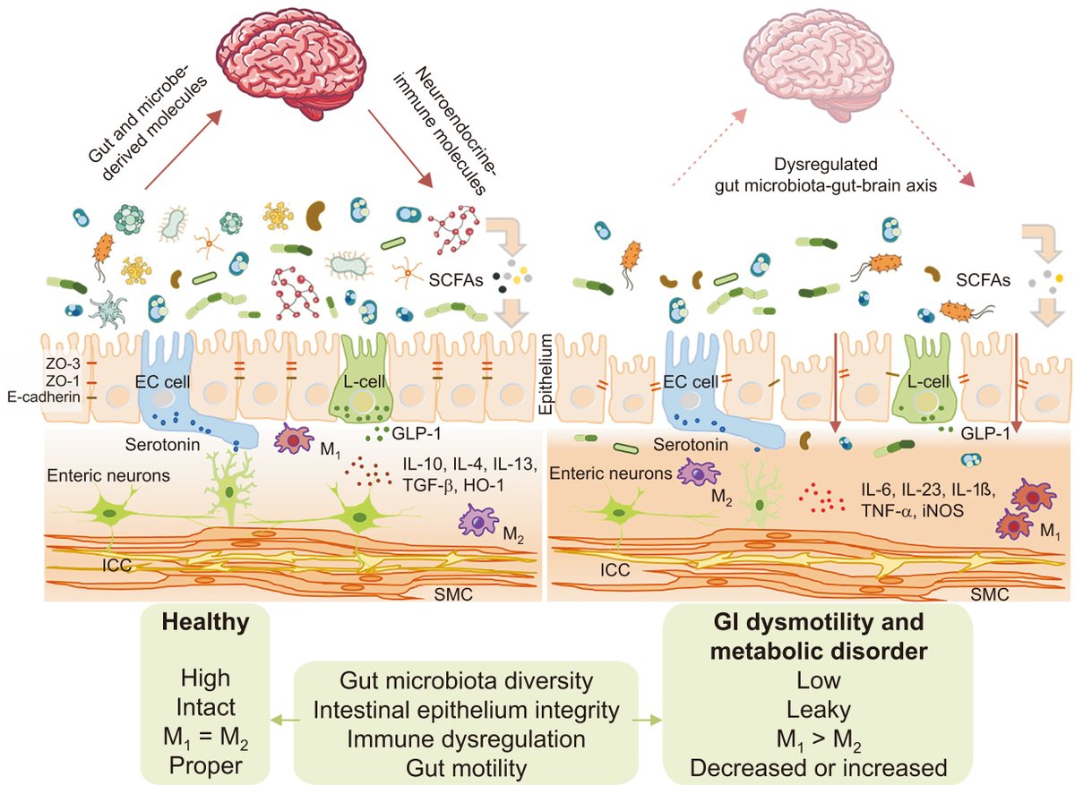 Rajan___Singh's tweet photo. #IBSAwarnessMonth
#LeakyGut has a key role in #DGBIs #IBS-D & #MetabolicDisorders #Obesity #Diabetes
🤔How to fix Leaky Gut?
💡#Probiotic, #Diet & #miRNATherapeutics have potential to improve #LeakyGut phenotypes enhancing #GutMetabolicHealth
👉Lactobacillus rhamnosus GG offers promising results for IBS-D, improving LeakyGut
👇Discover the connection between LeakyGut, Obesity & Diabetes in a fascinating article @Gut_BMJ 👏
L. rhamnosus HL-200 metabolizes #Ethanolamine & improves #GutPermeability, #Inflammation & #ImpairedGlucoseMetabolism🎉
@ANMSociety @AmerGastroAssn @AmCollegeGastro @my_ueg @INMAssociation @GutBrainScience