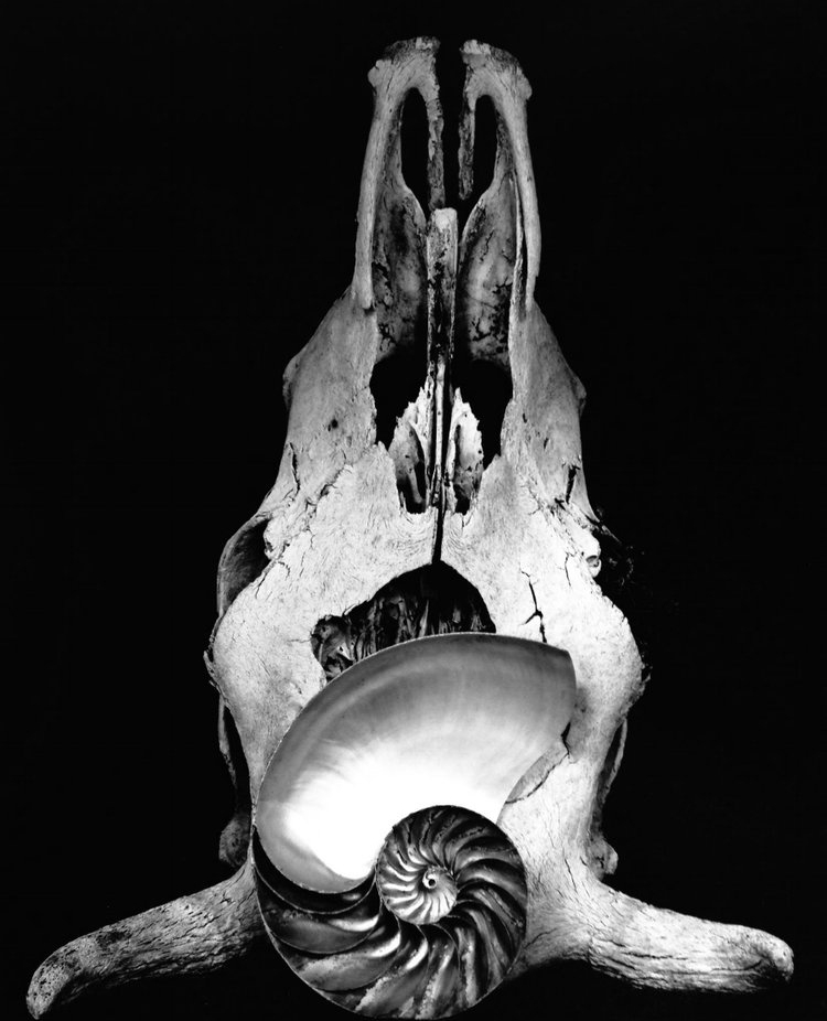 Shell and Skull, 1937 by Sonya Noskowiak.