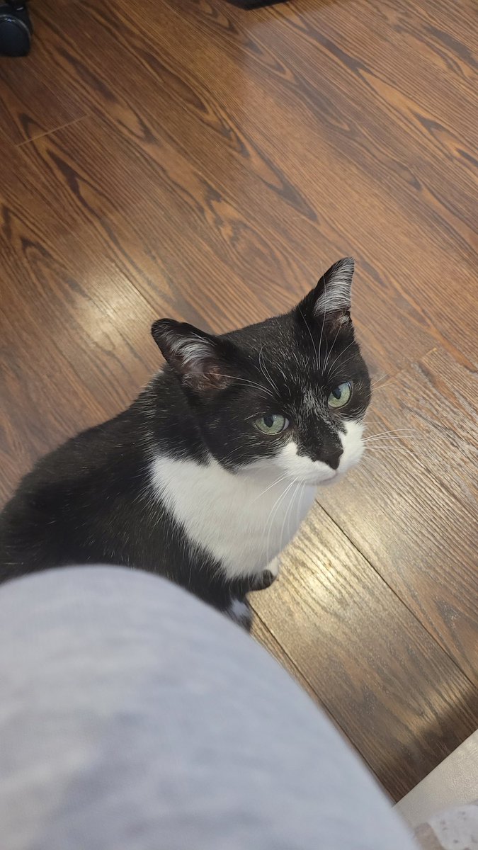 HeySquizzy's tweet photo. I am now a cat owner!!! 🥹🥰🤍🐾🐱 https://t.co/x5JzyxxImb