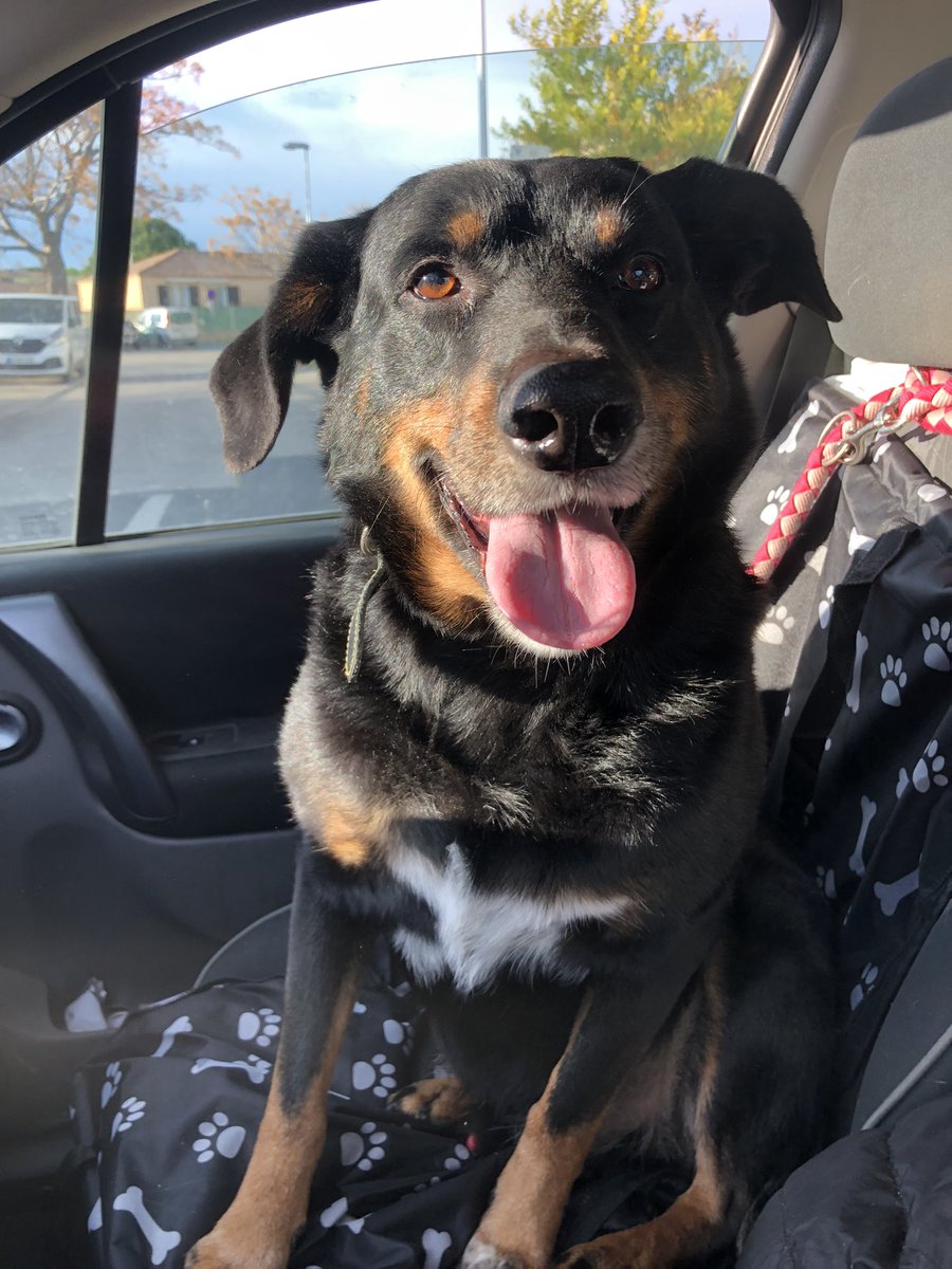 MuseauxG's tweet photo. FLASH a 10 ans!!
son propriétaire en avait marre et ne l’aimait pas. Amené chez un vétérinaire pour euthanasie, nous l’avons récupéré.
super chien attachant, agréable, il cherche une famille pour finir sa vie tranquille 
#AdoptDontShop #dog #chien  
#Beauceron #abandoned https://t.co/WKymTudQZu