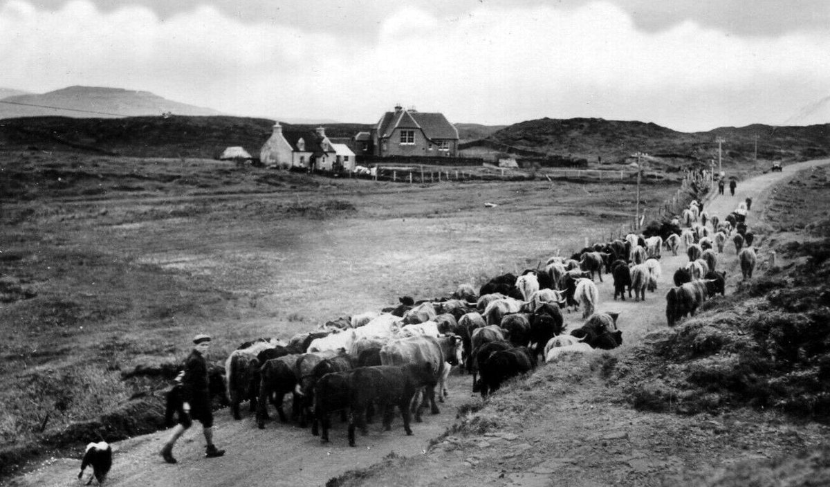 tourscotland's tweet photo. Old Tour #Scotland Ancestry Travel visit Genealogy Scottish Family History Blog photography of a #Crofter herding #Highland #Cows on the #Isle of #Skye, #Inner #Hebrides and information and story of Highland coos that originate from the West of Scotland https://t.co/OPmKse4OPI https://t.co/s3GLHFkdL3