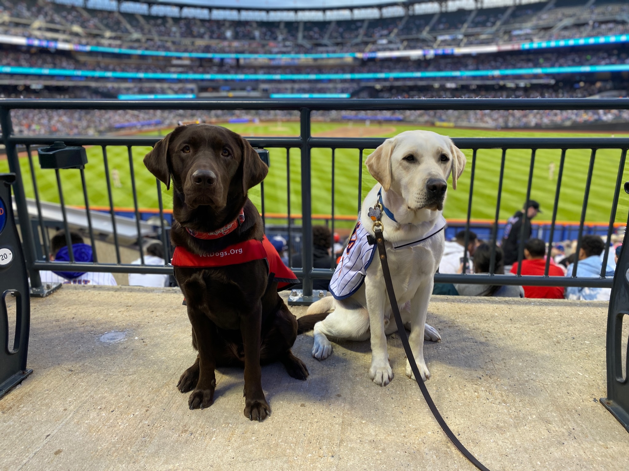 The Washington Capitals' team dog, Biscuit, turns one!