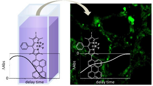 Chemistry (@chemeurj) on Twitter photo In Cellulo Light-Induced Dynamics in a BODIPY-Perylene Dyad (Dietzek-Ivansic et al.) #OpenAccess onlinelibrary.wiley.com/doi/10.1002/ch… In Cellulo Light-Induced Dynamics in a BODIPY-Perylene Dyad (Dietzek-Ivansic et al.) #OpenAccess onlinelibrary.wiley.com/doi/10.1002/ch…