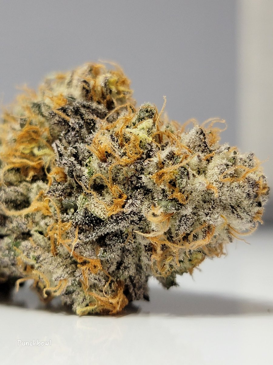RyleyVaux's tweet photo. Punchbowl by Ethos 
Grown in  my own organic mix that is full of biodiversity including worms!
Some extra inputs used were fish hydroloslate, recharge, LABS ,Gaia 
#CannabisCommunity #cannabisculture #growing #growyourown #nugshot #Ethos #gaiagreen #LED #organic #punchbowl https://t.co/72lCy4yKTZ