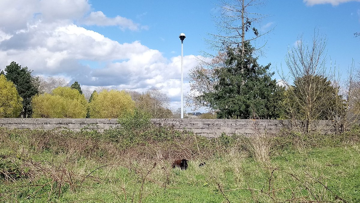 Maxtreiber's tweet photo. @LyceeChamplain @eddcreteil Et de 2 !🎉🐏 @LyceeChamplain @eddcreteil Chez les moutons Ouessant a gestation dure de 145 à 150 jours. Le petit se met sur les pattes au bout de 10 à 20 minutes et cherche le pis de sa mère. https://t.co/cblatIBjIO https://t.co/3yB8H5dYXV