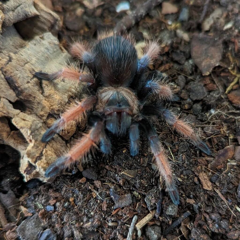 More red spiders; of the chill and easygoing type, this time.

#brachypelmaemilia #spidersofinstagram instagr.am/p/Cq8X26ysbXz/