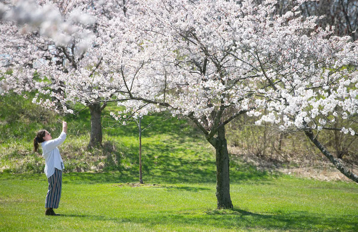 clevemetroparks's tweet photo. It's time! Stop by Brookside Reservation to admire the Yoshino #cherrytrees in peak bloom! 🌸 https://t.co/biNAJ2WiDk