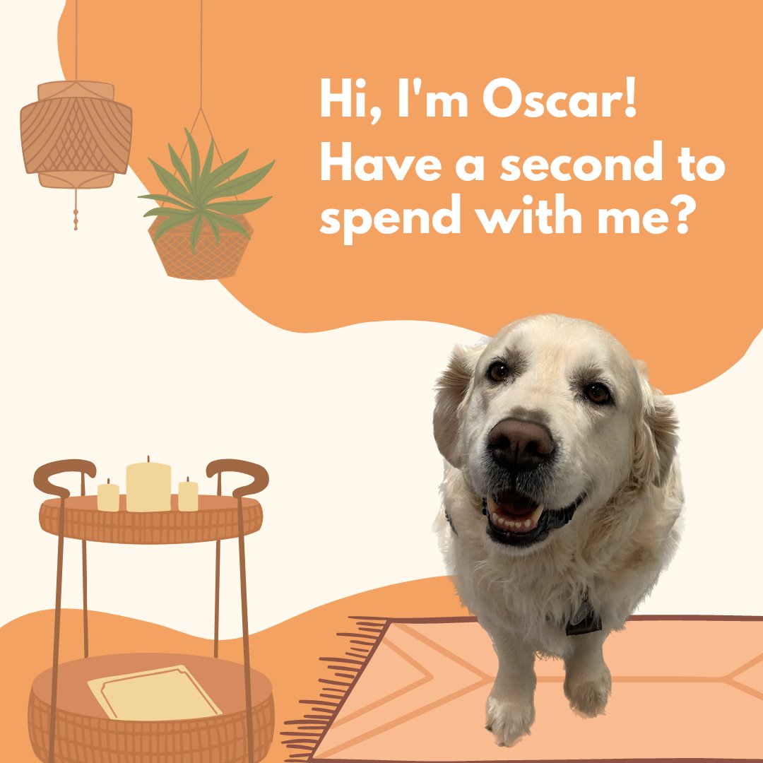 queensusws's tweet image. Take some time to ground yourself with our therapy dog, Oscar! 

P.S. Oscar's last visit this term is tomorrow - stop by Mitchell Hall tomorrow from noon to 1pm to see him!