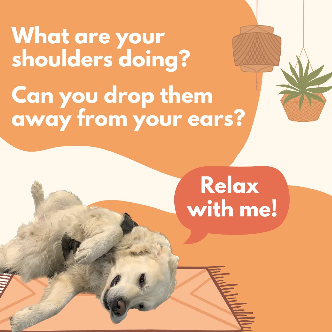 queensusws's tweet image. Take some time to ground yourself with our therapy dog, Oscar! 

P.S. Oscar's last visit this term is tomorrow - stop by Mitchell Hall tomorrow from noon to 1pm to see him!