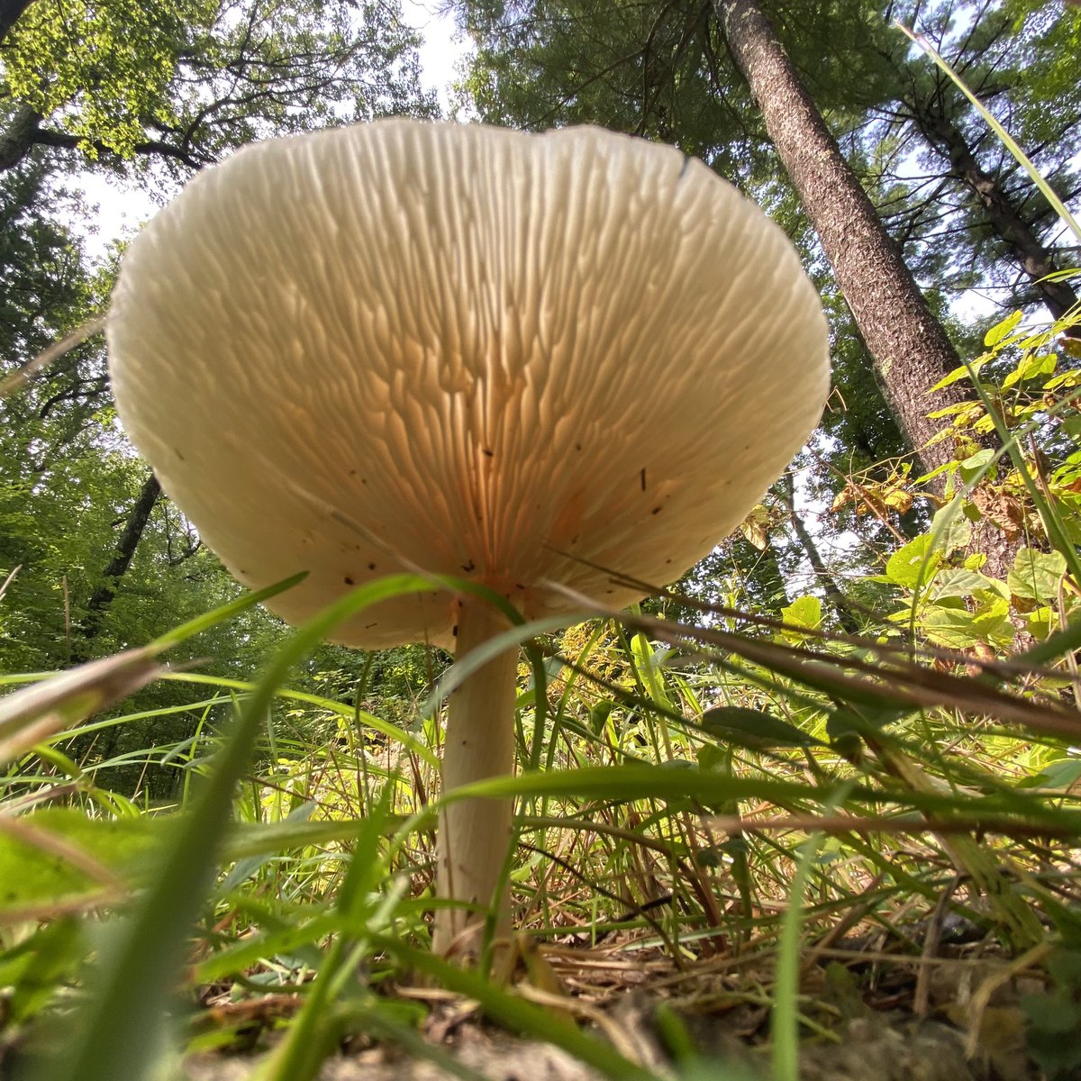 mycelialweb's tweet photo. Little Teacher 003 and the real world fungi! ππ·
In the background, behind the wood burning, you will notice a bright white flower. This is the same plant photographed in #LTNP 011!
Monotropa Uniflora is a very unique, non-photosynthetic flowering plant. Known as a myco-heterotroph, this flower parasitizes fungi to steal carbon and other nutrients from the mycelium without paying the usual exchange fee.