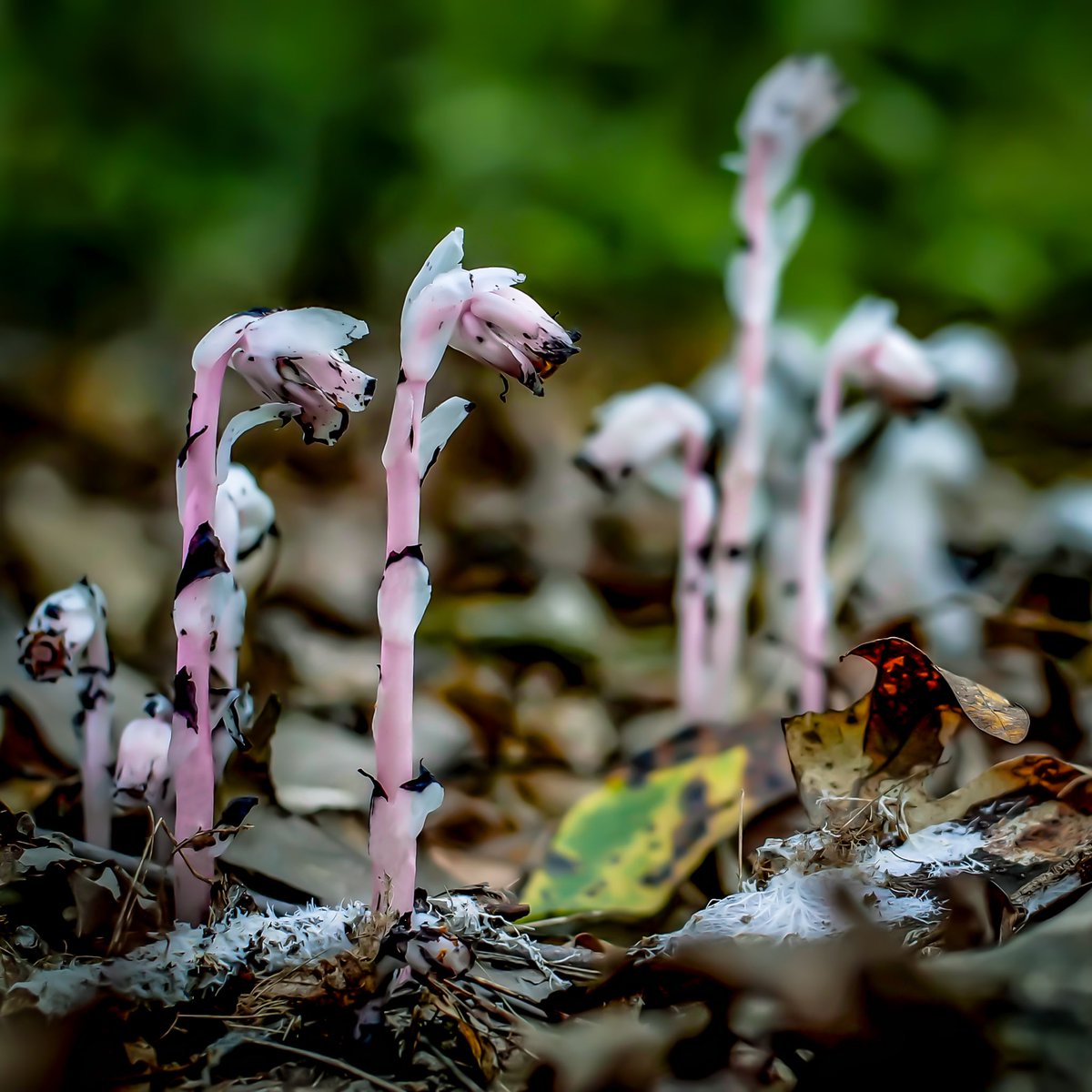 mycelialweb's tweet photo. Little Teacher 003 and the real world fungi! ππ·
In the background, behind the wood burning, you will notice a bright white flower. This is the same plant photographed in #LTNP 011!
Monotropa Uniflora is a very unique, non-photosynthetic flowering plant. Known as a myco-heterotroph, this flower parasitizes fungi to steal carbon and other nutrients from the mycelium without paying the usual exchange fee.