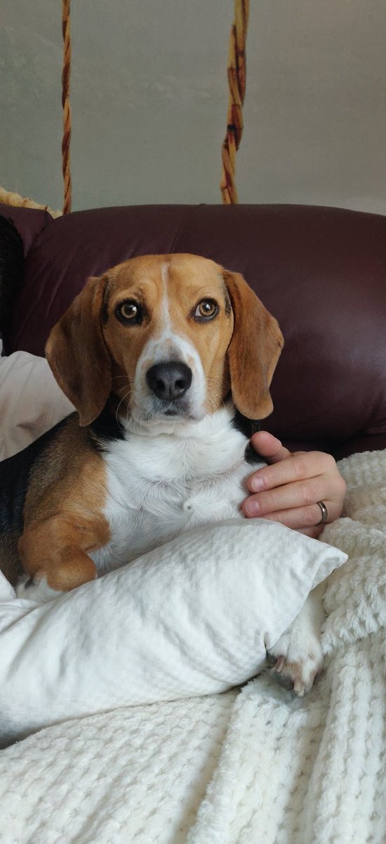 blairebarta1's tweet photo. This little guy is fighting for his life. If there's a God out there, please help my Elvis...🙏 I need you right now. https://t.co/X84VH9otqc