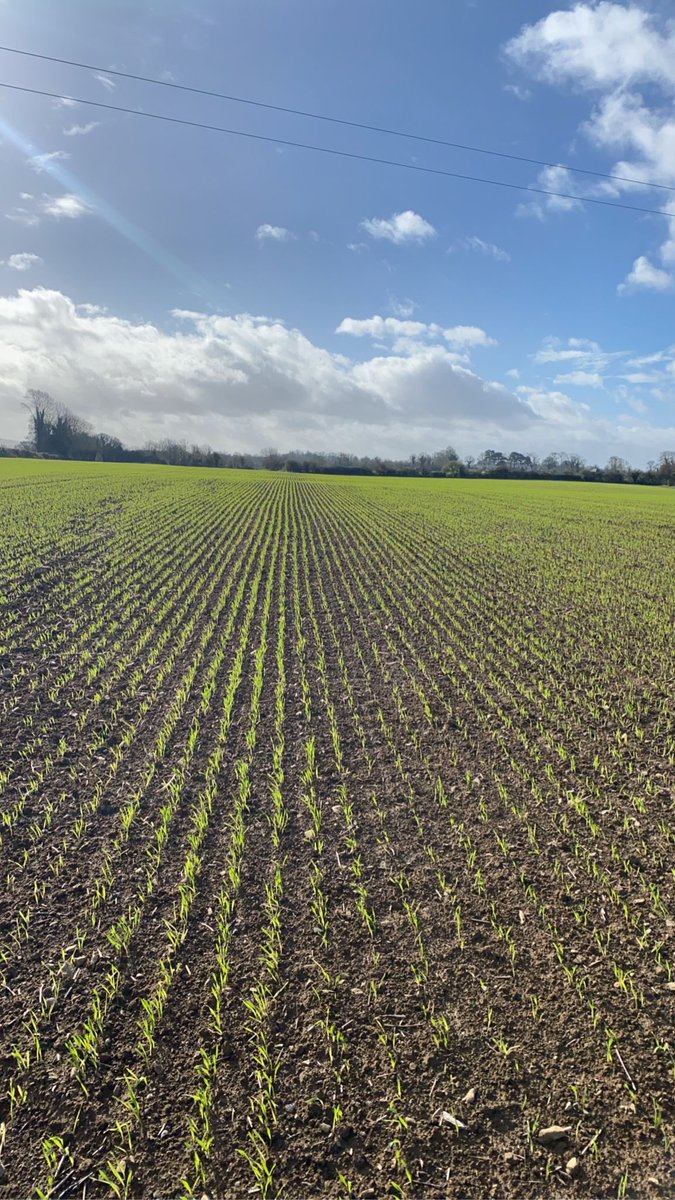 DALTONSMILLS's tweet image. Spring barley 🌱 Variety planet sown  at 180kg ha 30 units of N down the spout at sowing 
Picture taken 3 weeks ago with Pre emergence spray 2.9L/ha Stomp day after sowing
👍Hoping to top dress as soon as weather picks up👍 

#agri #springbarley #kilkenny