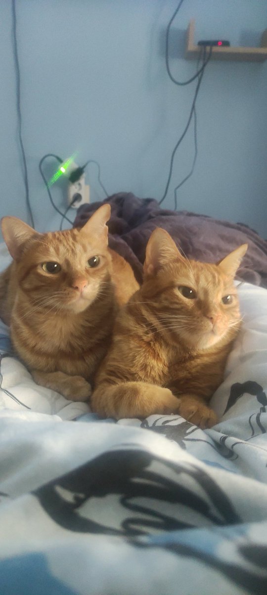 FontXIII's tweet photo. @tadenae Ahí van mis dos hermosas... https://t.co/h2iTLCk3uk