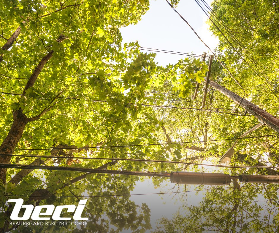Trees and power lines are a dangerous mix. Routine trimming keeps lines clear, helps us restore power quickly and reduces the cost of system repairs. Please contact us at [800-367-0275 to report trees or branches hanging within 15 feet of our lines (30 feet for transmission)