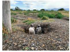 Rachel_Science's tweet photo. 4/4 La evidencia apoya la idea que la variación en nichos isotópicos de Pingüinos de magallanes pueden responder a cambios en la biomasa de peces preferidos. Éste método puede ser una opción para monitorear cambios en la red alimentaria a través de grandes áreas. #CCARE4 #Cia21 https://t.co/Yp4DLyYLEq