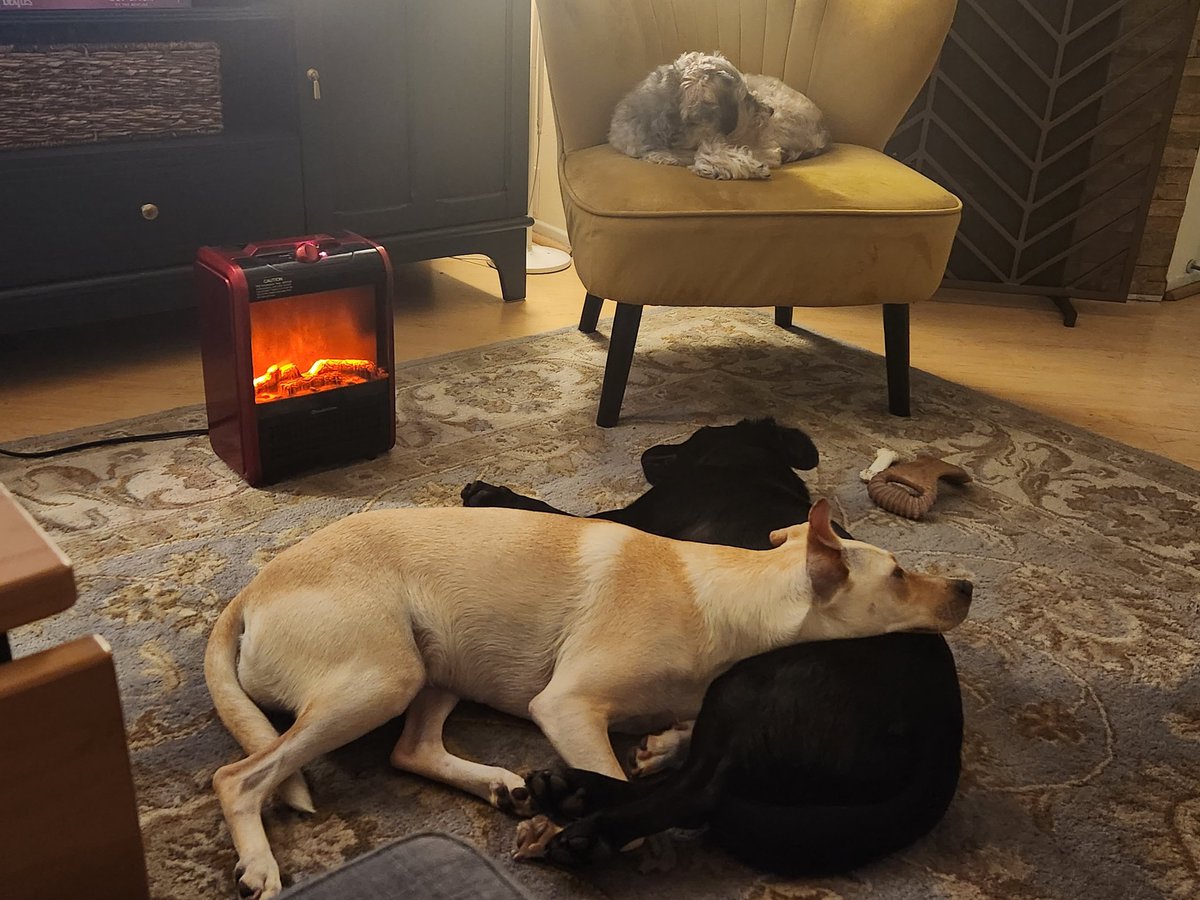 Aelwulf's tweet photo. @feliciaday Sorry, I'm in with the two dog (at least) crew. Have been since I realized my rescue GSD needed a friend several years ago (that one passed away in 2013). https://t.co/yUeVZifFJY