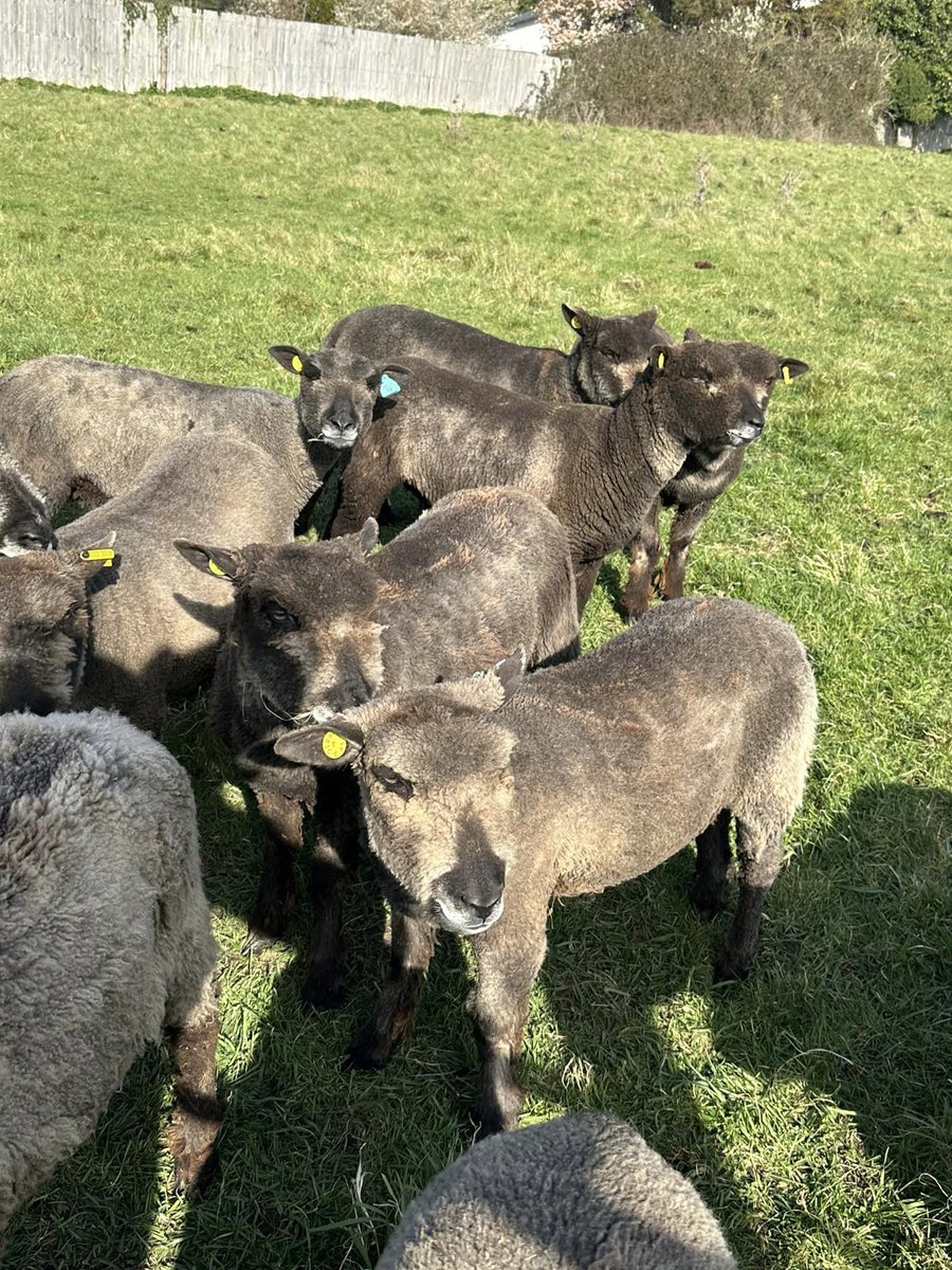The_Animal_Team's tweet photo. 🆘 STOLEN SHEEP 🆘 12 ewes have been #stolen from field opposite the #ChateauImpney in #Droitwich #WR9 area, #WestMidlands. They have left one in the field tied up. 😠 #RyelandSheep shorn out & tagged with all flex ovina tags. https://t.co/AqhfFnXYfd #StolenSheep #SheepOfTwitter https://t.co/4O4MhUfO9t