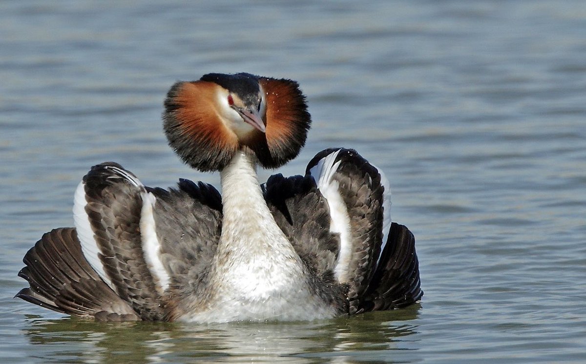 Adrian Groves tweet media