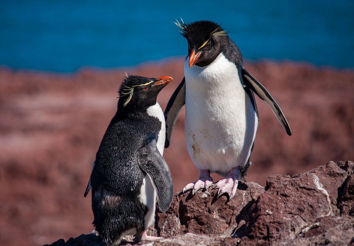laurelscience's tweet photo. No se sabe si la variación en las dietas debido a diferencias en la productividad primaria le afecta el crecimiento a los Pingüinos Penachos Amarillos. ¿Podría el agua más fría significar mejores condiciones de alimentación y crecimiento de los pollitos? #CCARE4 #Deh16 (1/4) https://t.co/eYKZFnWBs8