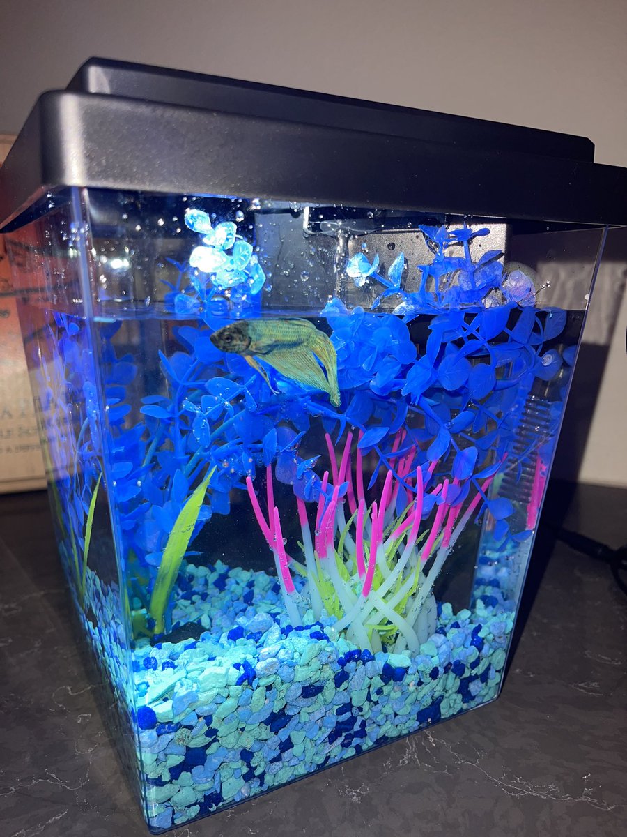CoachAisha's tweet photo. Went on a movie date and got a pet fish… ironically he chose to name him Mario 🐟🫶🏽 #ChoWay https://t.co/36QZvxvkQU