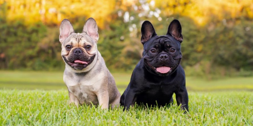 tuftsvet's tweet photo. After 31 years, the @akcdoglovers has named the French Bulldog top dog. Cuteness and charm aside, find out why veterinarians have concerns about this very popular breed. 

#5ThingsToKnow

Learn more: https://t.co/KPADl5IM7r

[📸: Photo: iStock/Tatyana Consaul] https://t.co/xTMwGKfJFW