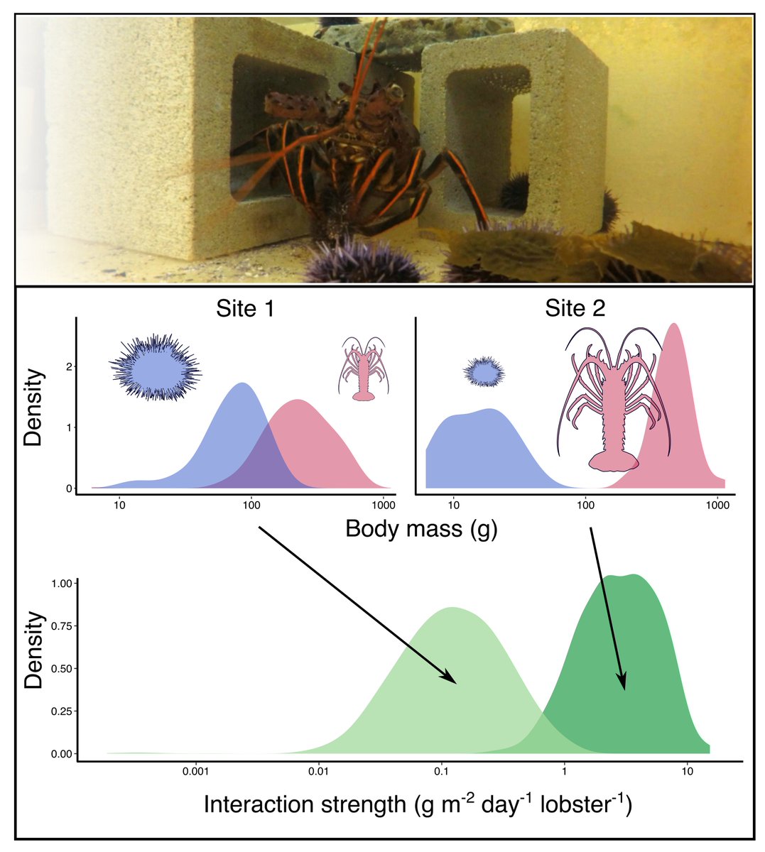 BartDifiore's tweet photo. Predicting the ecological consequences of fishing can be challenging, but it may be possible the predict the effects using the body sizes of a predator and its prey. We explored this idea for in a new paper out in @AnimalEcology. @AdrianStier. See thread

https://t.co/BoBY2Utcmb https://t.co/zANKntOz8k