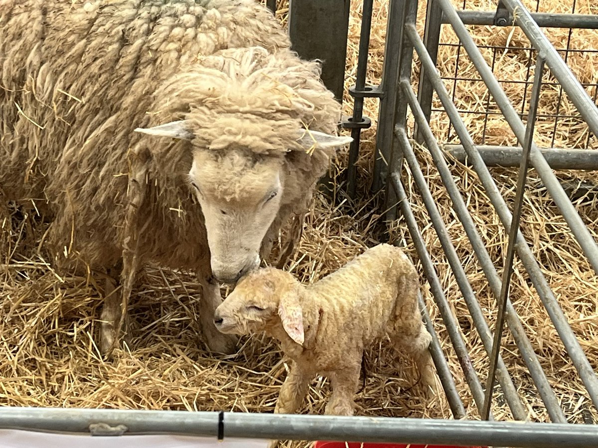 We saw this lamb being born <a href="/CotswoldFarmPrk/">Cotswold Farm Park</a> today. #lambing2023 #caravanning #touring #caravan #caravancommmunity #Cotswolds