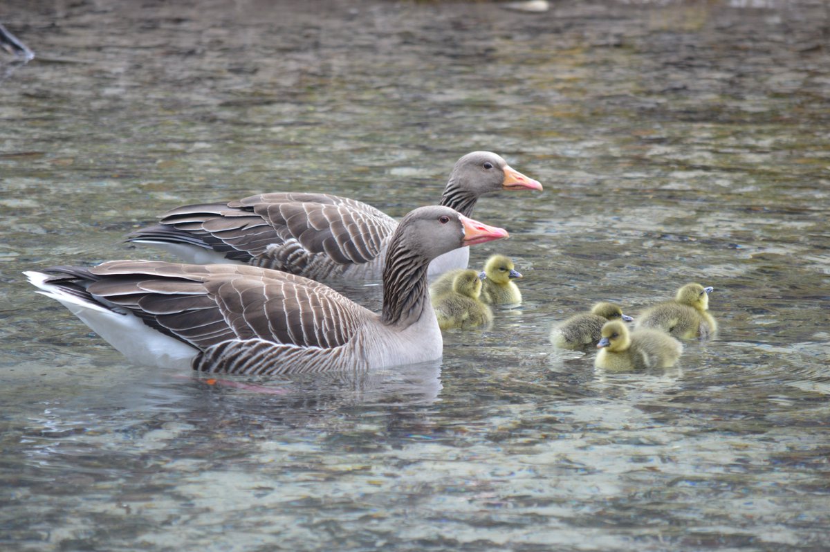 This week, we welcomed the season's first goslings, courtesy of proud parents Dorothea and Babaco. Many more to come!