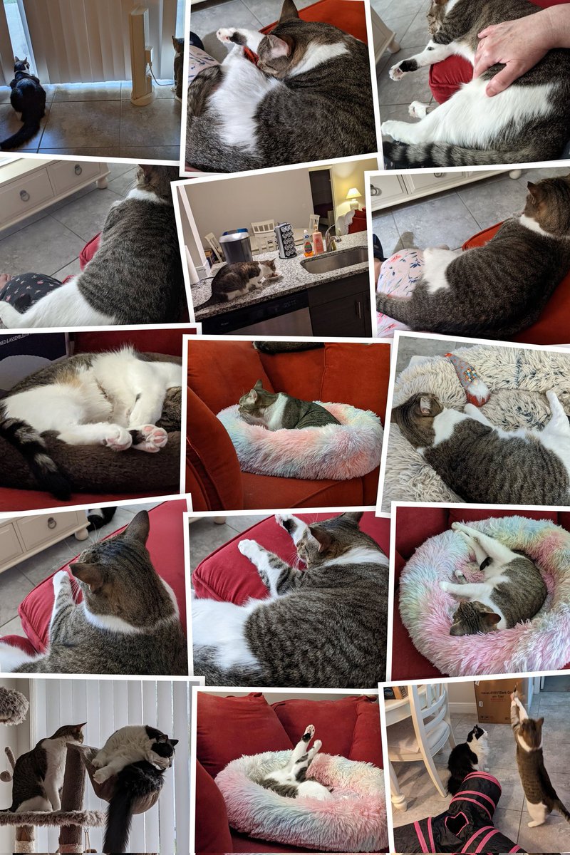 MCrisCardena's tweet photo. #CATSOFTWITTER #WHISKERSWEDNESDAY 
#CALICOTABBY #MYGIRL #DOLCE
#CATURDAY #PAPI 

LA DOLCE VITA ❣️🐈 https://t.co/E9bfwEHPqs