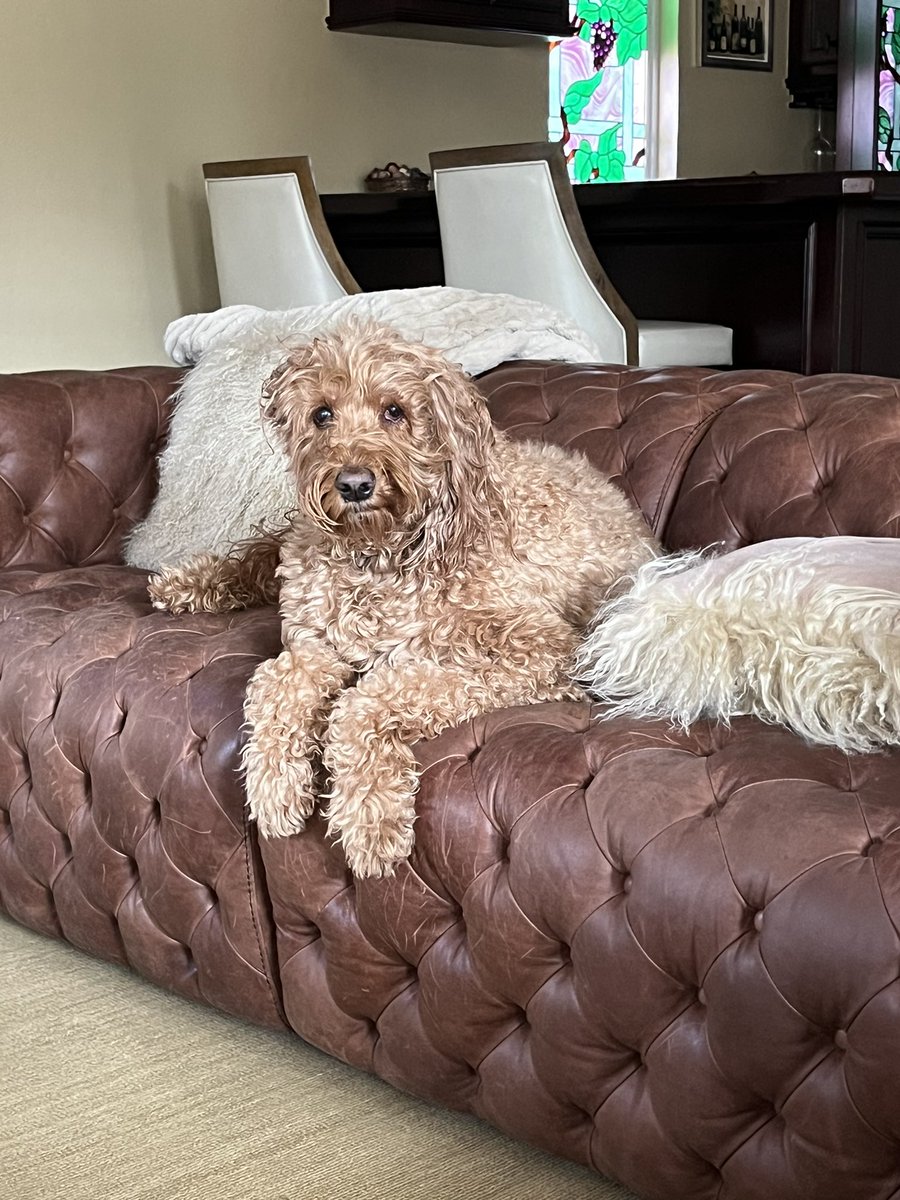 CPAKent's tweet photo. National Pet Day?  Okay! https://t.co/LaraO0weHw
