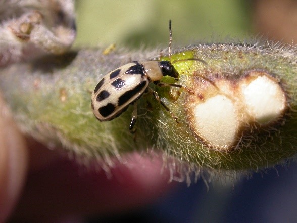 Soybean planting is right around the corner! This article discusses some of the insects that we should be on the lookout for early in the season.

fspartners.ca/products-servi…