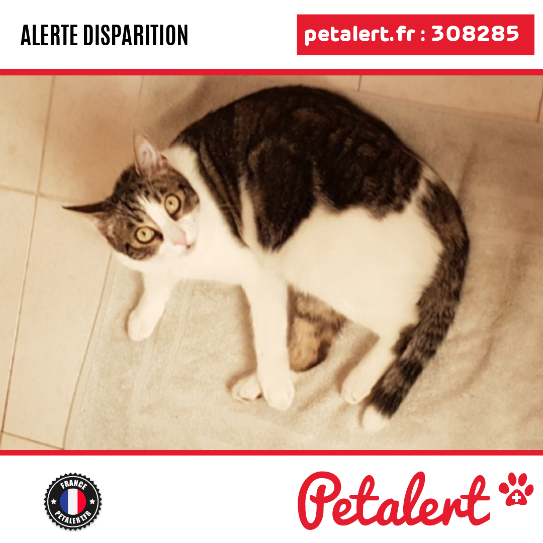 Disparu #Chat #Ariege #TarasconSurAriege #Petalert  #PetAlert09 / p3t.co/zycti