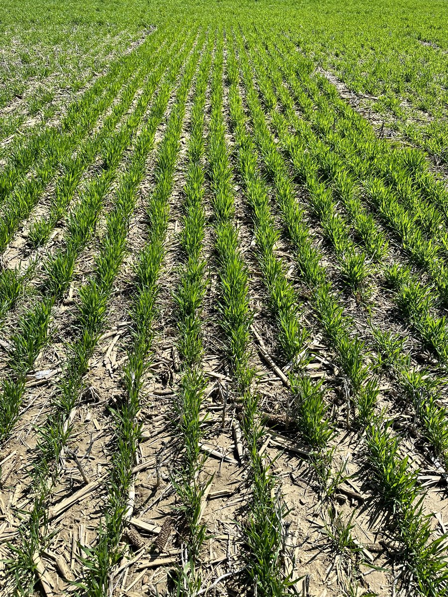 Field season is officially underway. Spring tiller counts of fall planted winter wheat at the Western Agricultural Research Station was carried out yesterday.