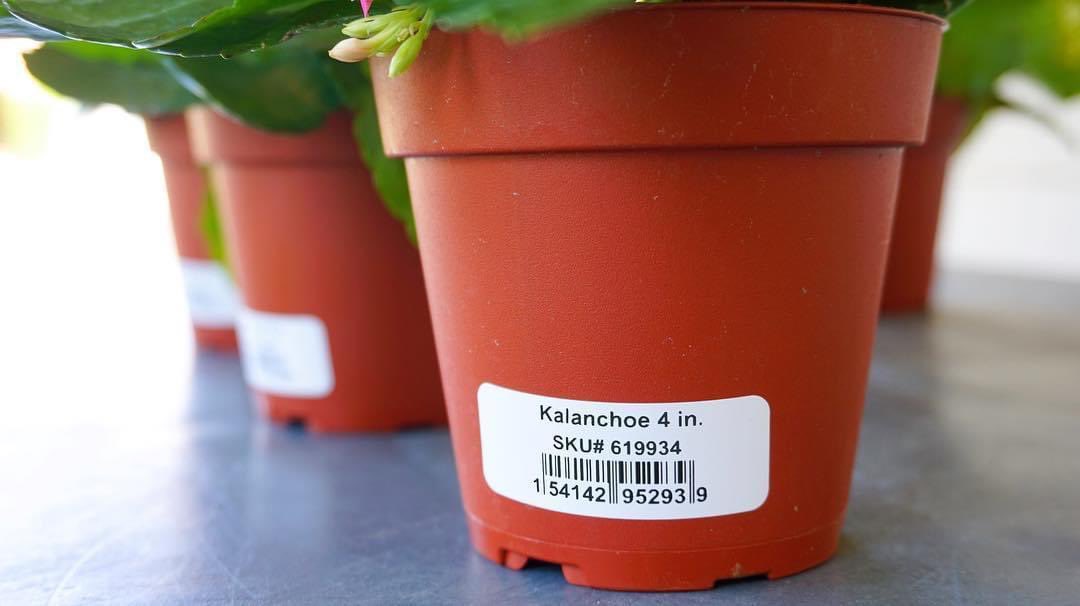 Outdoor-rated and durable our #1024DD labels are ideal for printing custom horticulture and nursery labels! 

duraready.com

#diy #label #nursery #horticulture #plant #plants #flowers #greenthumb #smallbusiness #print #ondemand #price #barcode #outdoors #outdoor #rain