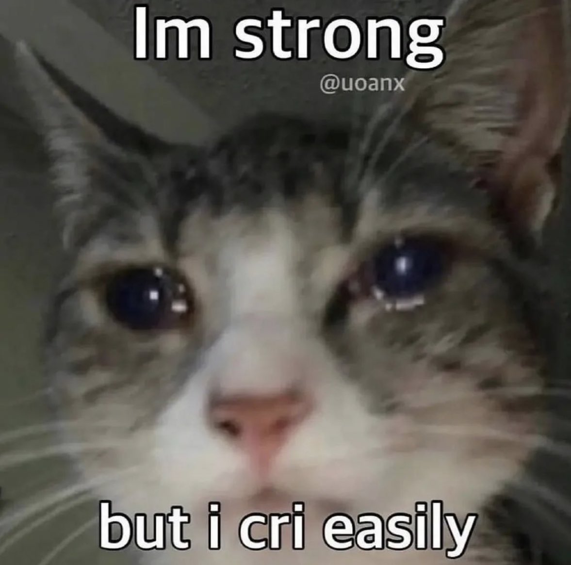 literallymecats's tweet photo. https://t.co/1mrSxqOQec