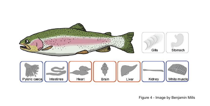 ZoologyUBC's tweet photo. Nelson @fish_physiology et al. developed an atlas of plasma accessible carbonic anhydrase in rainbow trout. 

This work fills knowledge gaps of how the unique teleost respiratory system functions, relevant to half of all vertebrates. 

https://t.co/ZLSmhWoviO https://t.co/EP7GR9c2Zg