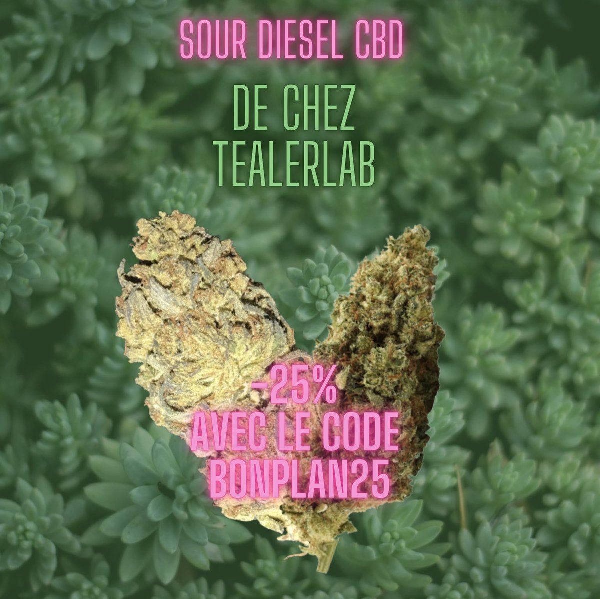 Si tu veux voir mon nouveau post insta ou je te donne mon avis sur cette fleurs viens me
follow sur insta 😉                          

instagram.com/lesbonsplanste…

#cbd #hhc #cannabis #vapecbd #HHCfrance #lesbonsplans #codepromo #promo  #chanvre #relaxation #stresse #cbdfrance