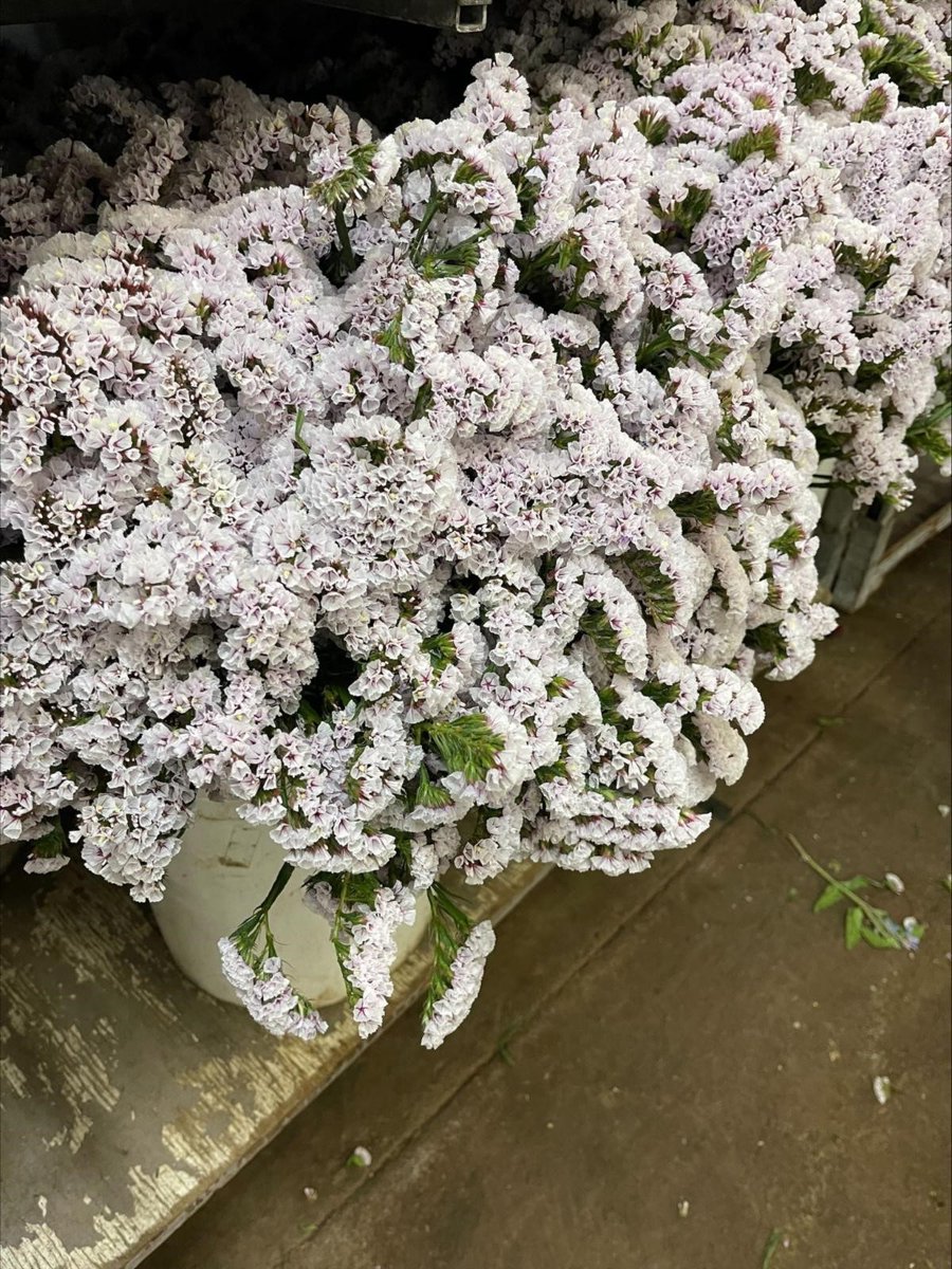 KrystalCamFlor's tweet photo. Blush statice is back in volume production again.
A little reminder to get your prebooks placed in time for Mother’s Day shipping!
#888camflor #statice #blushpink #growershipper #certifiedamericangrown #cagrown #springtimeflowers #springtimeishere #weddings #mothersdayflowers https://t.co/ZZVlL0aSY9