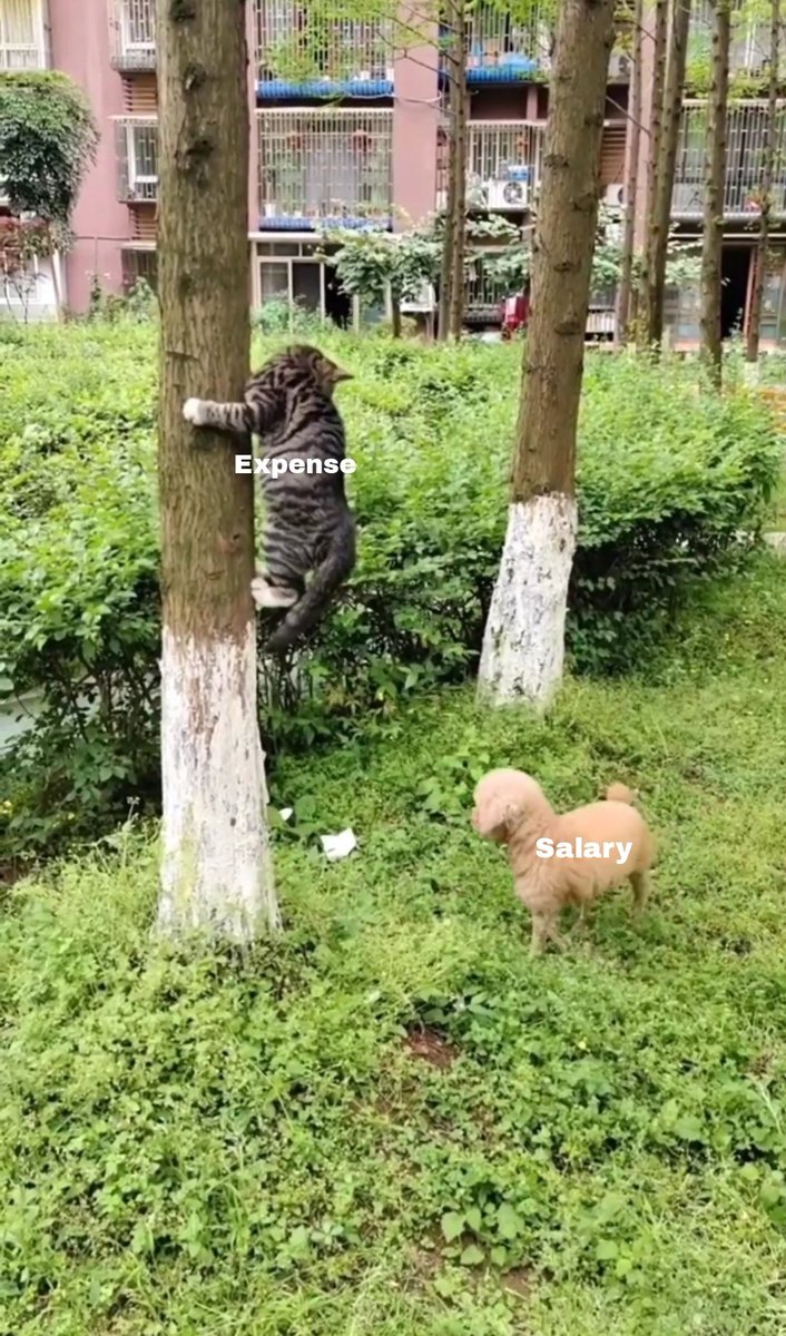 lumhaearom's tweet image. @lumhaearom
When your expense is very higher than your salary. Hahaha 🤭🤣

Follow @lumhaearom for more.

#credittoowner #justforfun #salary #expenses #justkidding #justsharing #bitcoin #FOMC #สงกรานต์​ #Thailand #Cambodia #CholChnamThmey 
#ChampionsLeague
#AngkorWat #rosecoco