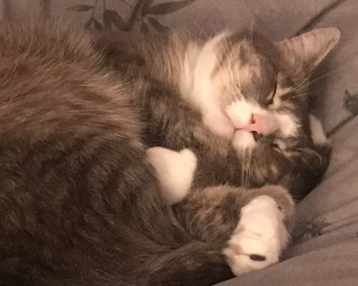 Twitter, Inc has merged into X Corp.  

So Twitter, Inc. no longer exists😳 Mummy &amp; Daddy has been trying to explain this to us, but we just don’t understand🤔 🤷🏻‍♀️ Going to sleep on this news and try to understand - Malloy and Lily

#KittyTwitter